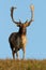 Fallow deer walking on grassland in front vertical shot