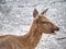 Fallow deer watch into the camera. Old sturdy animal