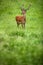 Fallow deer wild ruminant mammal on pasture