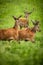 Fallow deer wild ruminant mammal on pasture