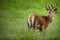 Fallow deer wild ruminant mammal on pasture