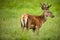 Fallow deer wild ruminant mammal on pasture