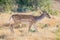 Fallow Deer Yearling