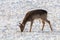 Fallow deer young buck snow winter Dama Dama