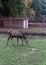 Fallow deer at the zoo. Horned deer.