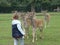 Fallow deers