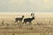 Fallow deers in mating season on meadow