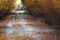 Fallow deers passing road in the forest