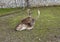 Fallow deers in Rosegg Wildpark