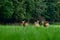 Fallow deers running into the forest