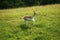 Fallow doe in spotted summer coat