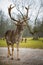 Fallow male deer in the forest, wildlife of Europe