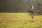 Fallow male deer in the forest, wildlife of Europe