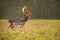 Fallow male deer in the forest, wildlife of Europe