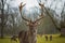 Fallow male deer in the forest, wildlife of Europe