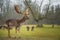 Fallow male deer in the forest, wildlife of Europe