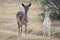 Fallow Mother and Fawn