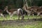 Fallow park deer in Bovey Castle grounds