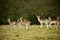 Fallow park deer in Dartington Deer Park grounds