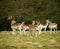 Fallow park deer in Dartington Deer Park grounds