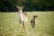 Fallow park deer in Dartington Deer Park grounds