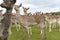 Fallow park deer in Dartington Deer Park grounds