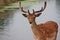 fallow stag deer close up by river