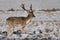 Fallow stag in sunshine stands in snow