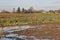 Fallowed and Saturated Winter Farm Field