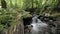 Falls Creek Forest and Wilderness in Gifford Pinchot National Forest with Water Flowing Audio Sound in Washington State 1080p