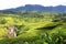Falls St. Clair and tea plantations, Ceylon