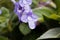 False African violet, Streptocarpus saxorum