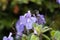 False African violet, Streptocarpus saxorum