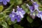 False African violet, Streptocarpus saxorum