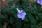 False African violet, Streptocarpus saxorum