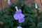 False African violet, Streptocarpus saxorum