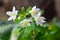 False Anemone or Isopyrum thalictroides, white anemone like flowering early spring european plant inhabitating woodlands