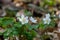 False Anemone or Isopyrum thalictroides, white anemone like flowering early spring european plant inhabitating woodlands