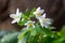 False Anemone or Isopyrum thalictroides, white anemone like flowering early spring european plant inhabitating woodlands