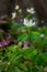 False Anemone or Isopyrum thalictroides, white anemone like flowering early spring european plant inhabitating woodlands