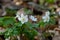 False Anemone or Isopyrum thalictroides, white anemone like flowering early spring european plant inhabitating woodlands