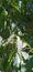 False Ashoka Tree Monoon longifolium  Leaves Closeup