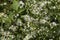 False Aster White Daisy-like Alabama Wildflower - Boltonia asteroides