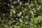 False Aster White Daisy-like Alabama Wildflower - Boltonia asteroides