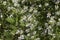 False Aster White Daisy-like Alabama Wildflower - Boltonia asteroides