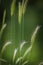 False barley on a field in the forest in spring. Hordeum murinum