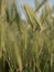 False barley - Hordeum murinum - field