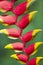 False Bird-of-Paradise Heliconia pendula from Brazil South America