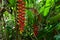 A False Bird Of Paradise plant with hanging beautiful Inflorescence