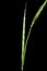 False Brome, Brachypodium sylvaticum